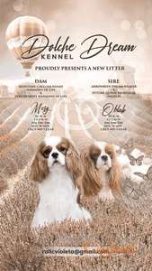 Kavalijer španijel kralja Čarlsa